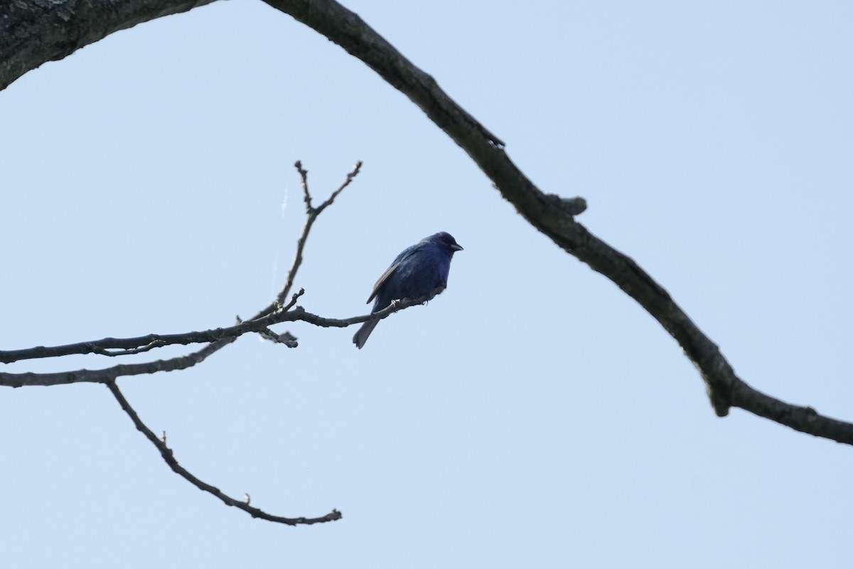 Indigo Bunting - Matt Myers