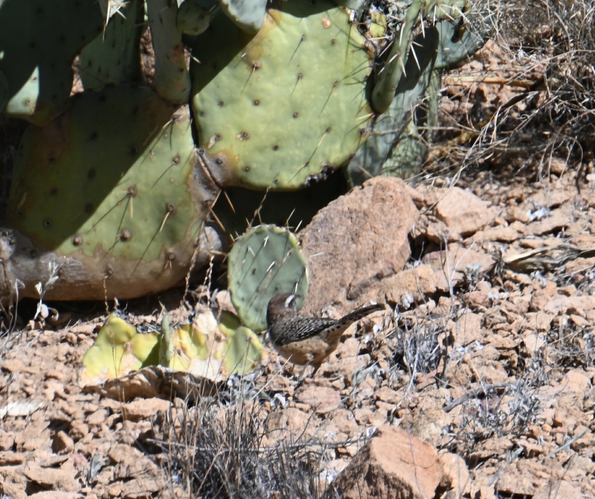 Cactus Wren - Bird Smith