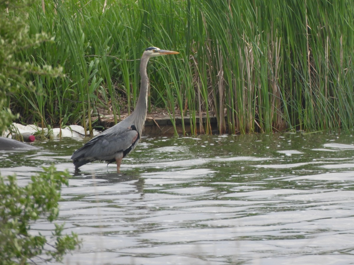 Great Blue Heron - The Hutch