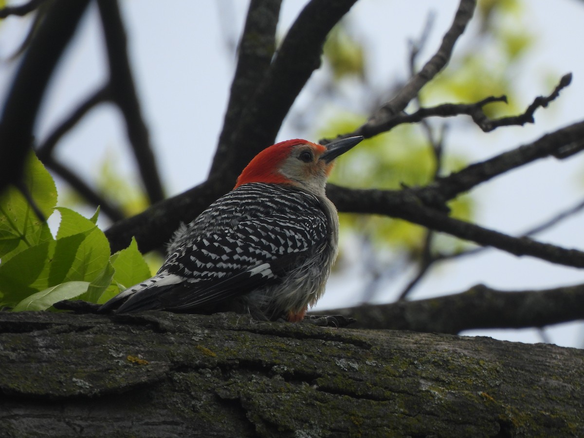 Red-bellied Woodpecker - The Hutch