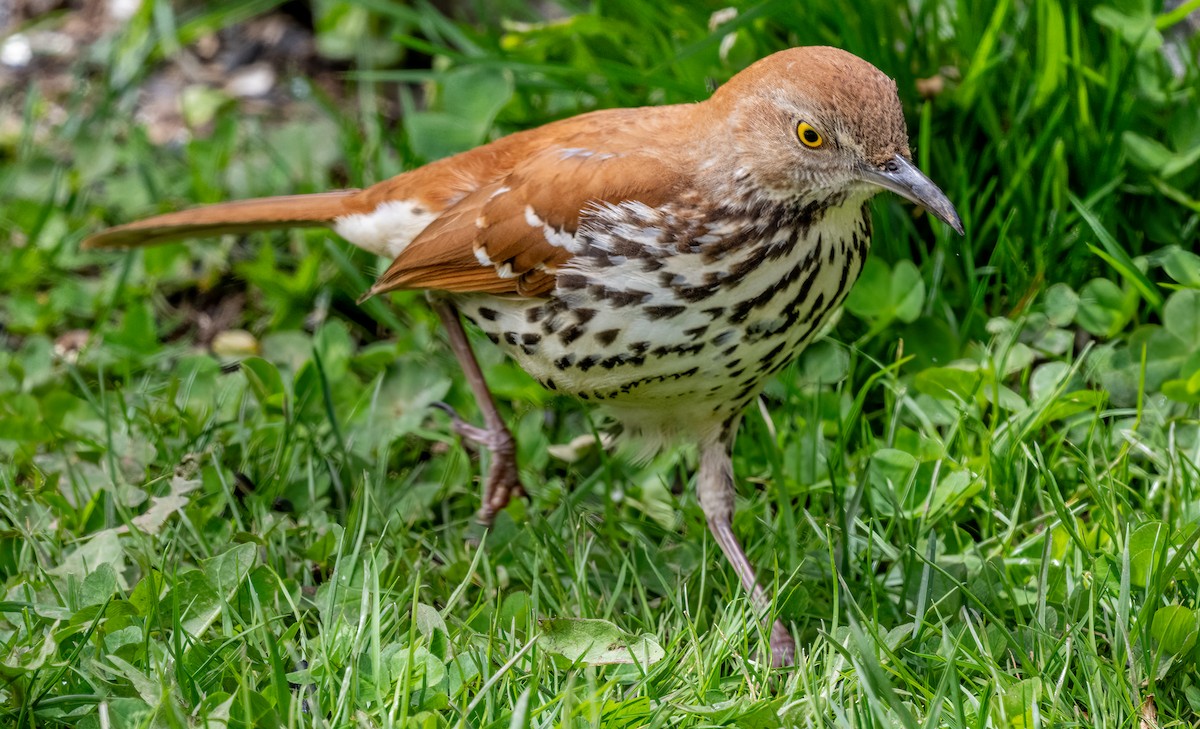 Brown Thrasher - Jim Carroll