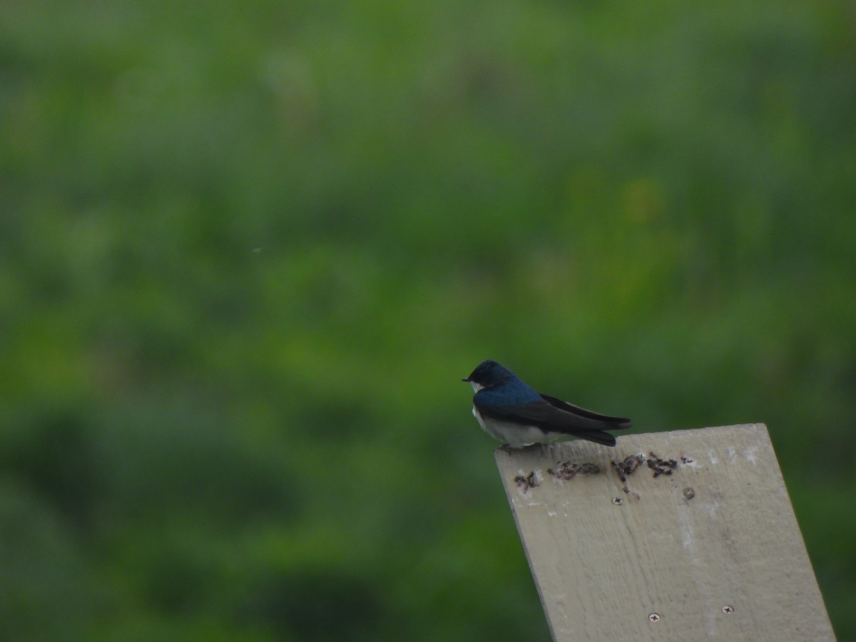 Tree Swallow - The Hutch