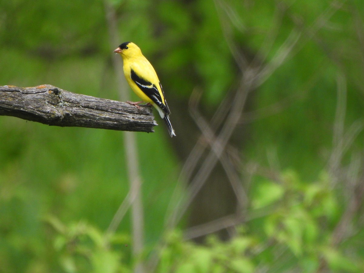 American Goldfinch - The Hutch
