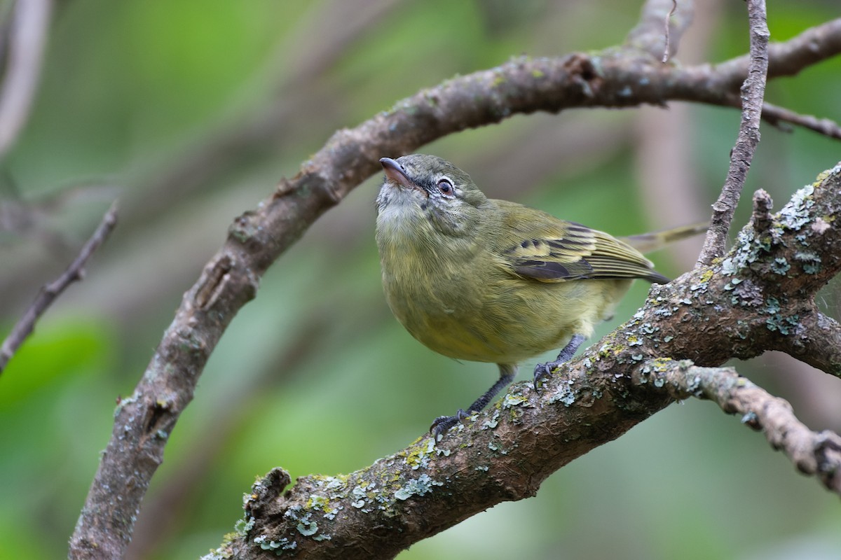 Rough-legged Tyrannulet - Valentín González Feltrup