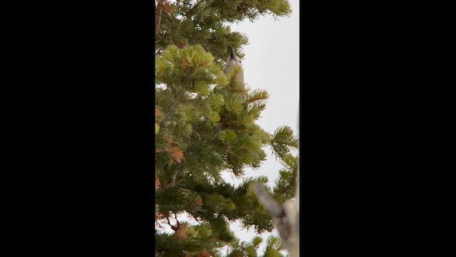 Clark's Nutcracker - ML619152676