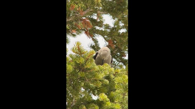 Clark's Nutcracker - ML619152678