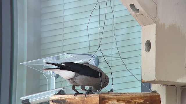 Clark's Nutcracker - ML619152679