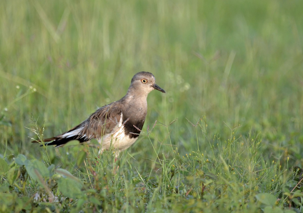 Black-winged Lapwing - ML619152690