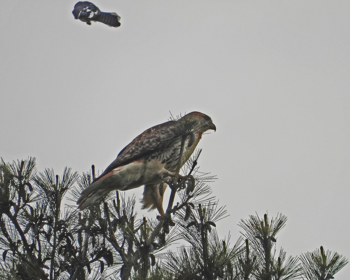 Red-tailed Hawk - ML619152694