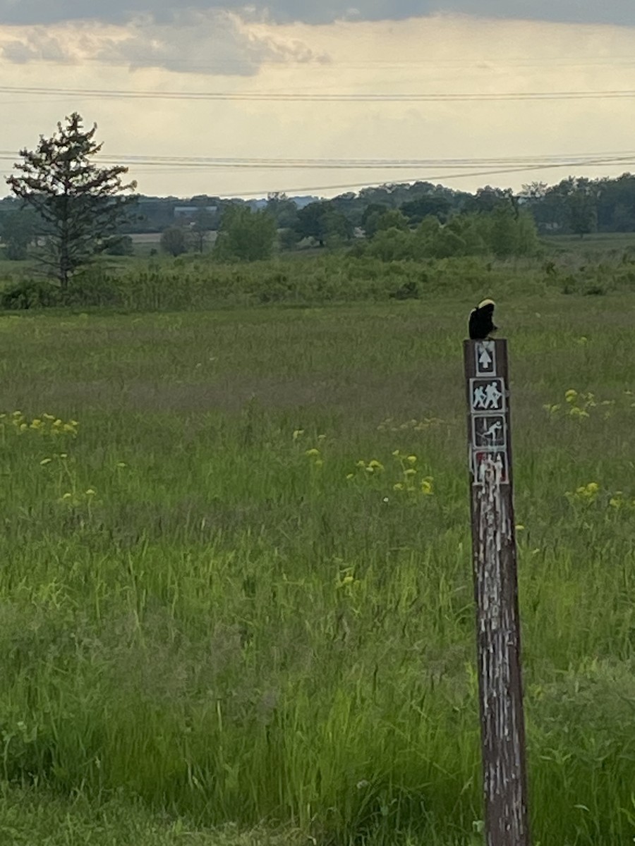 Bobolink - ML619152700