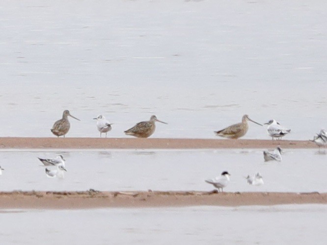 Marbled Godwit - David Wittrock