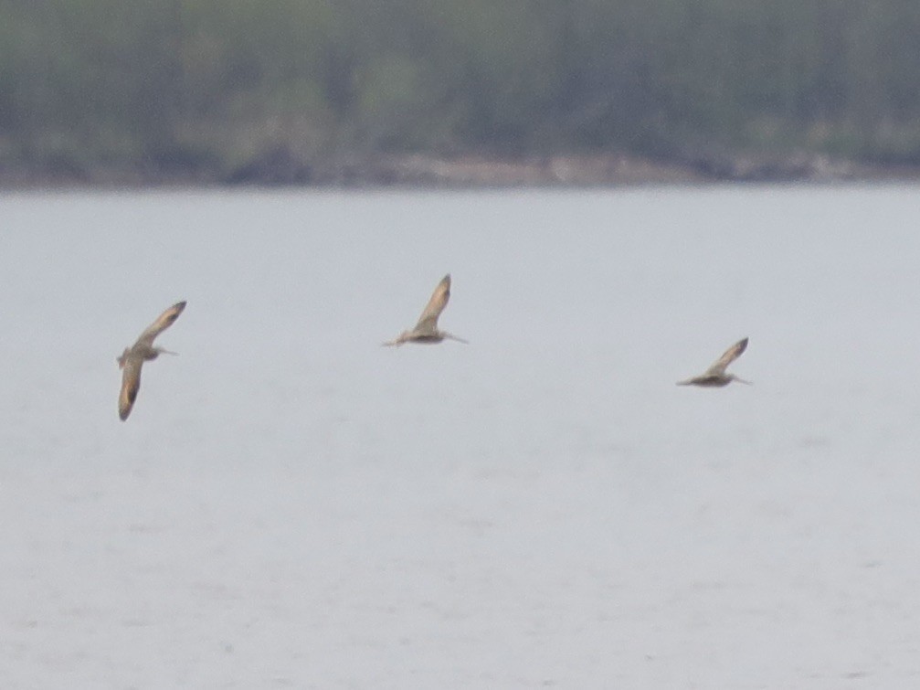 Marbled Godwit - David Wittrock