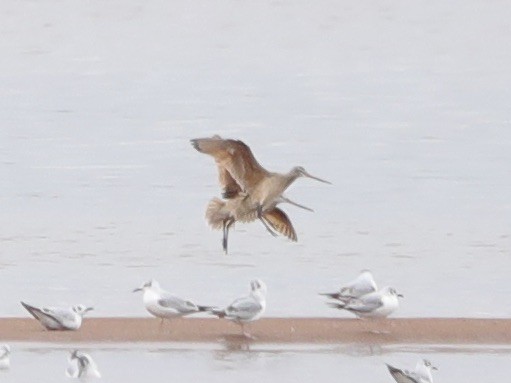 Marbled Godwit - David Wittrock