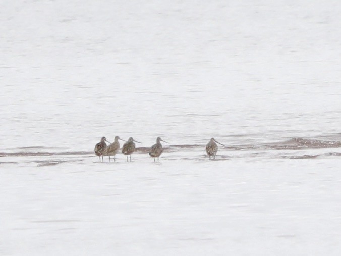 Marbled Godwit - David Wittrock