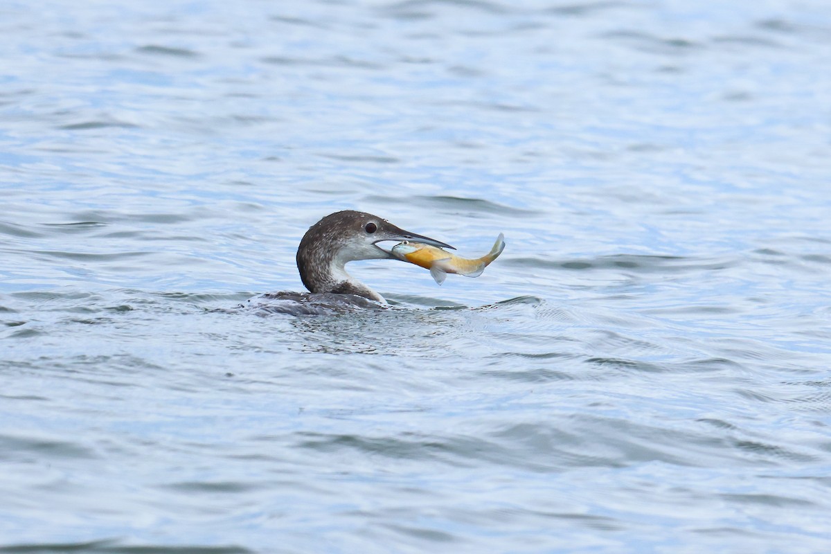 Common Loon - ML619152714