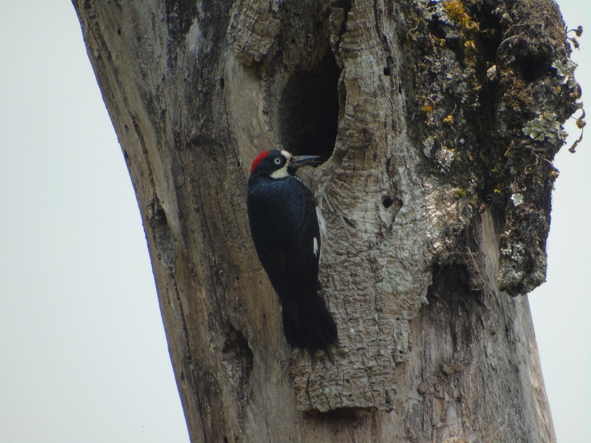 Acorn Woodpecker - Antigua Mountain Trail Team