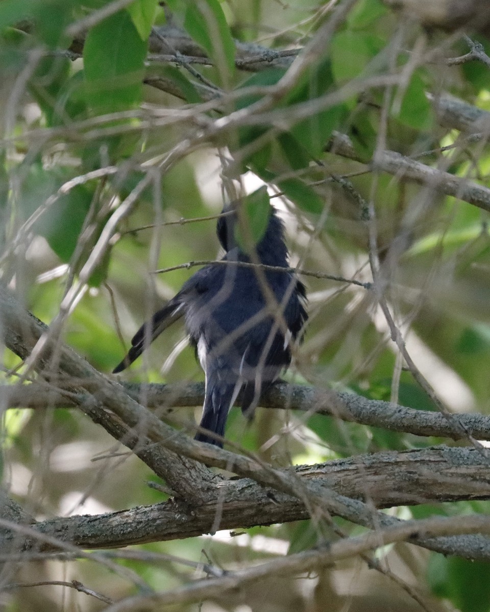 Black-throated Blue Warbler - Sue Kurtz