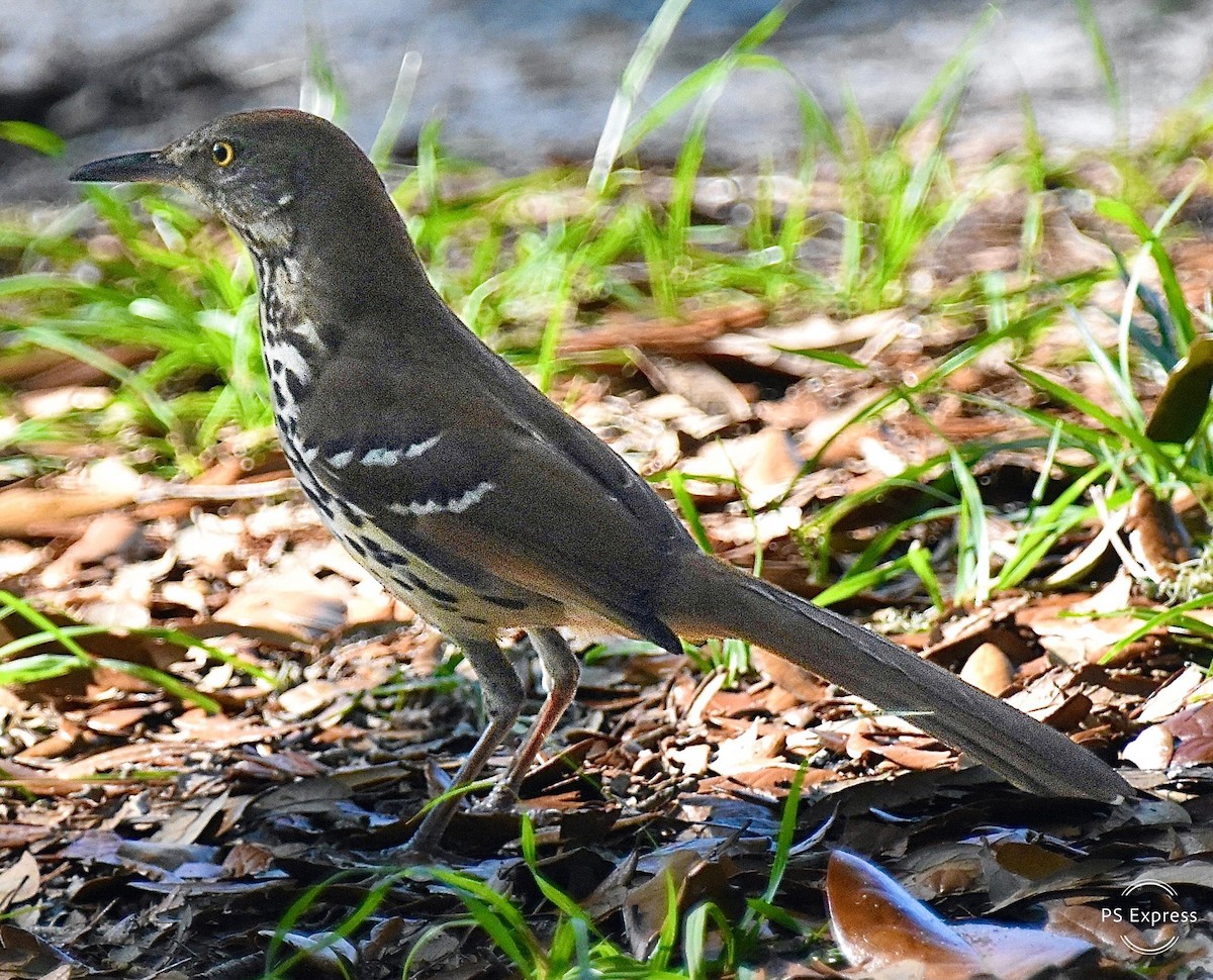 Brown Thrasher - Michael Brower