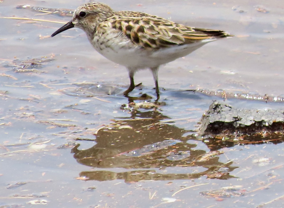 Least Sandpiper - Deanna Nichols