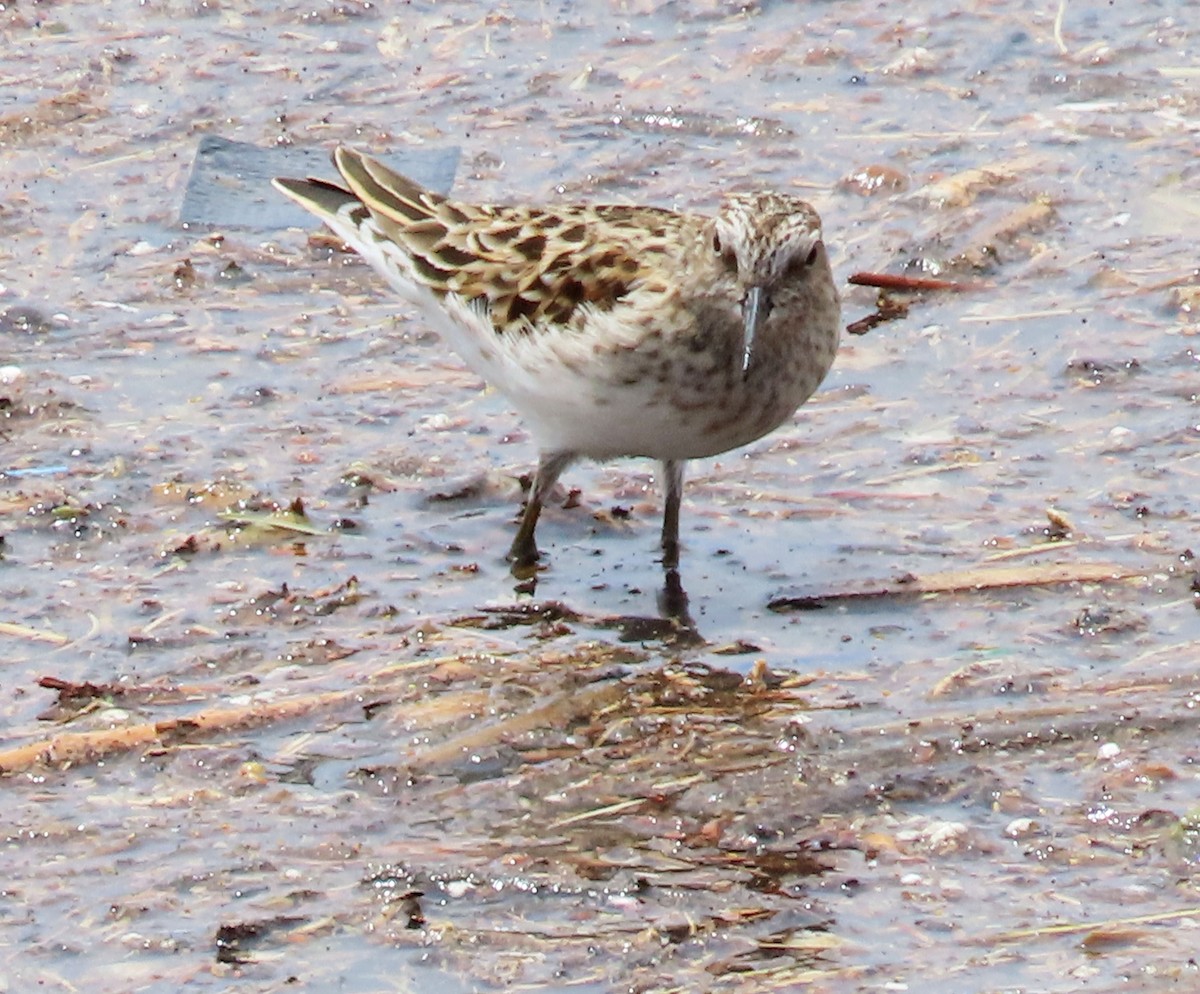 Least Sandpiper - Deanna Nichols