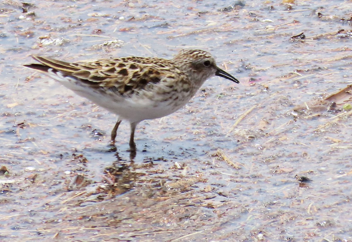 Least Sandpiper - Deanna Nichols