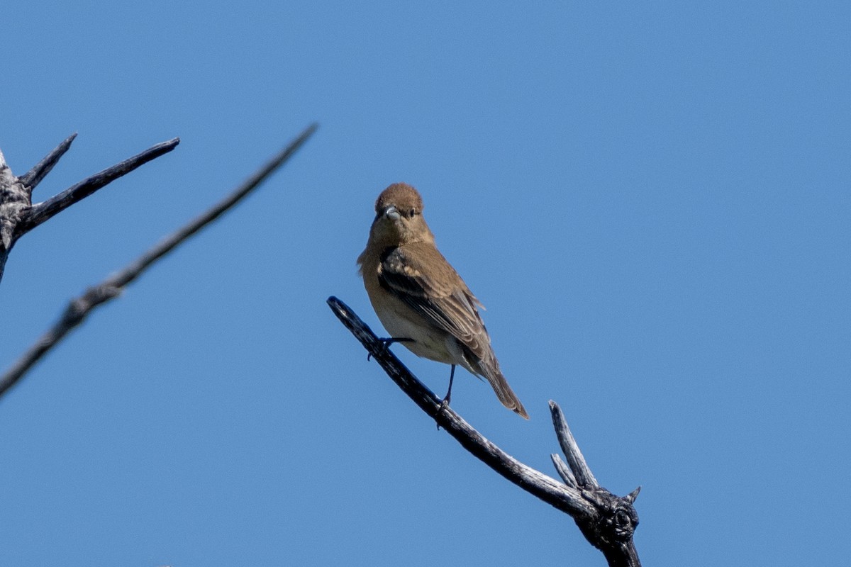 Lazuli Bunting - Michael Sullivan