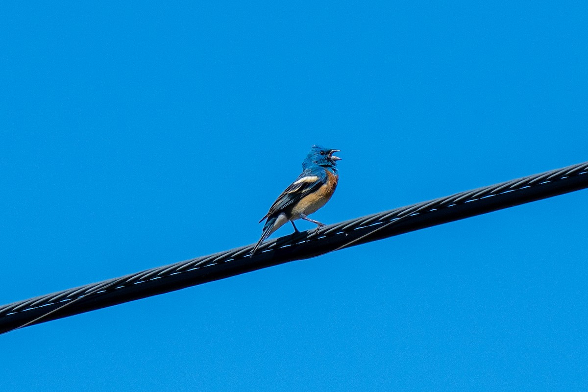 Lazuli Bunting - Michael Sullivan