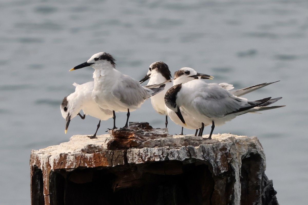 Sandwich Tern - Alice Church