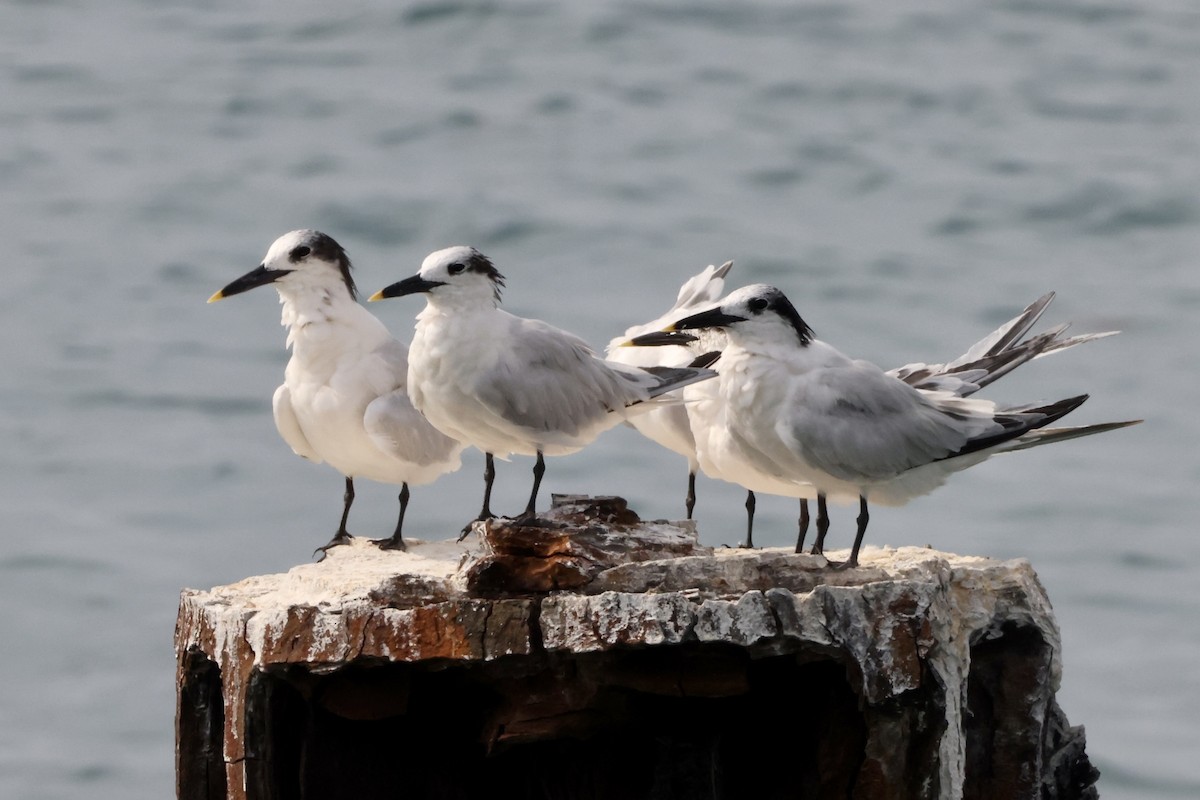 Sandwich Tern - Alice Church