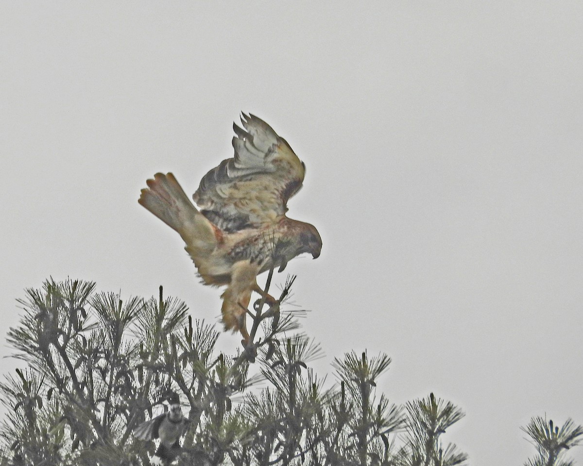 Red-tailed Hawk - ML619152792