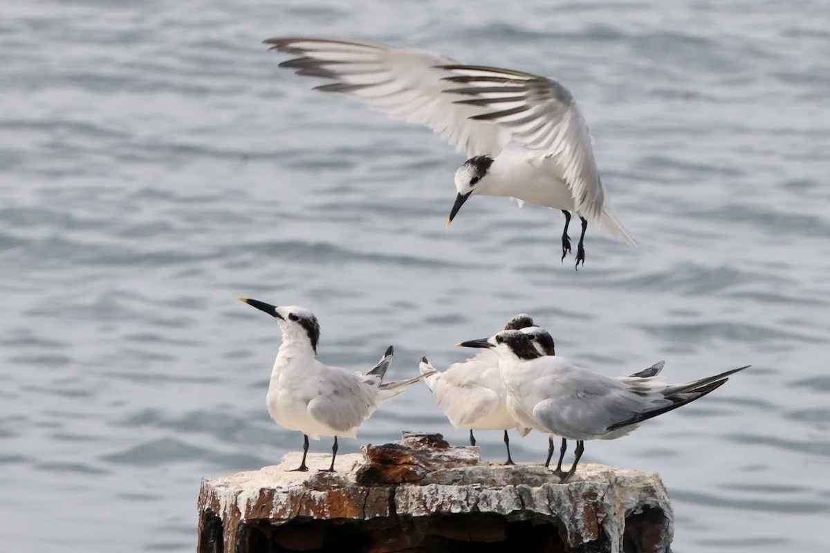 Sandwich Tern - Alice Church