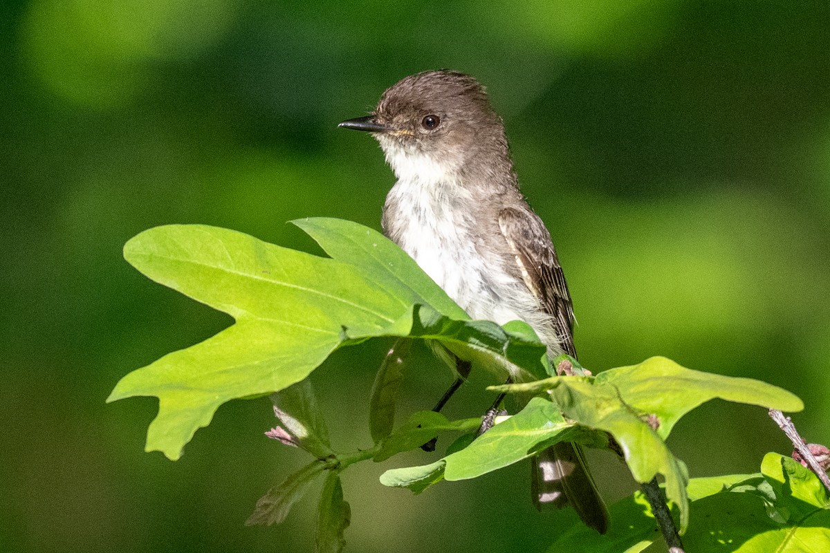 Eastern Phoebe - James Hoagland