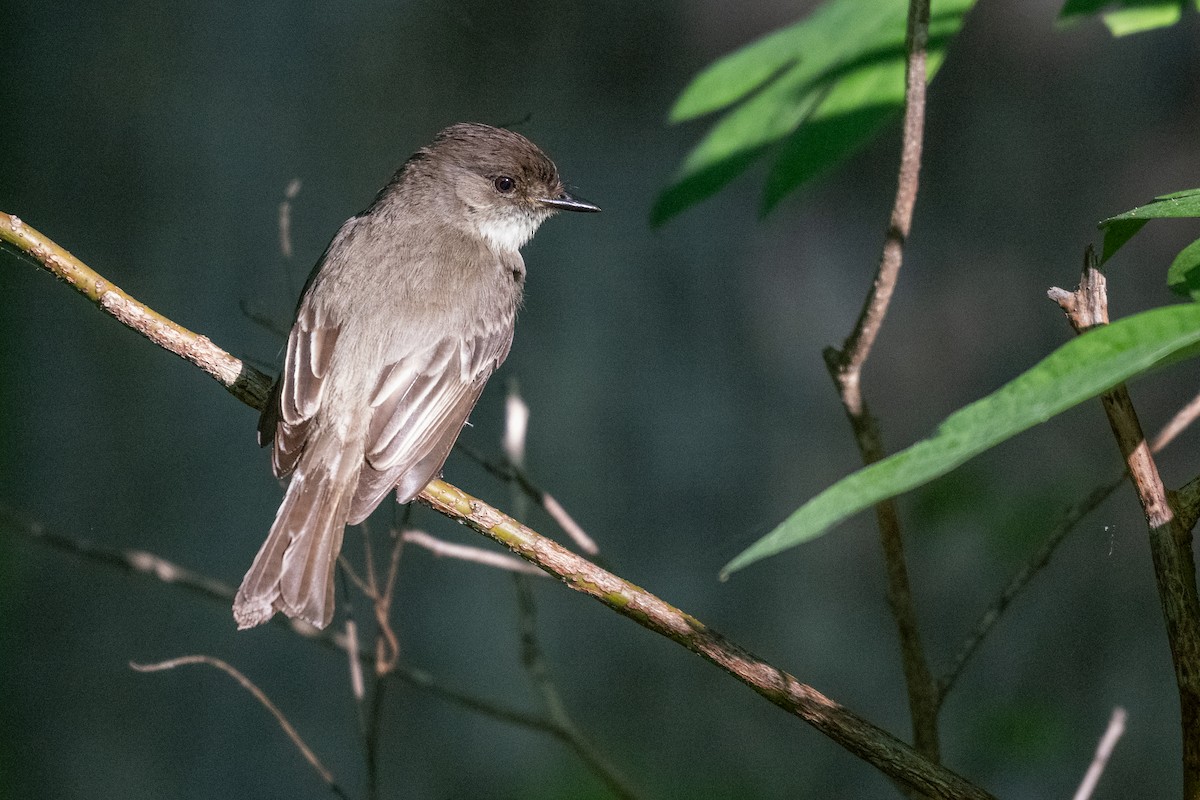 Eastern Phoebe - James Hoagland