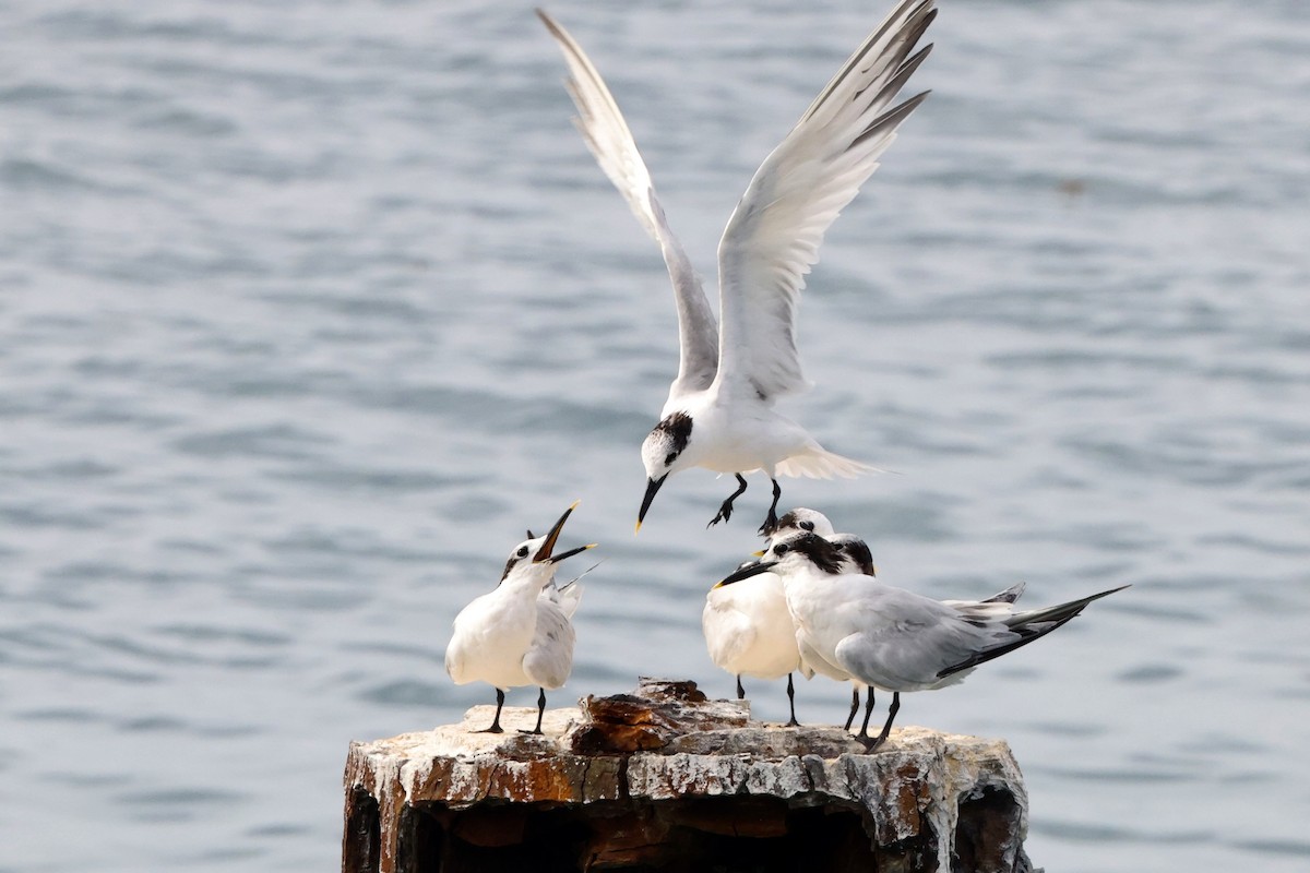 Sandwich Tern - Alice Church