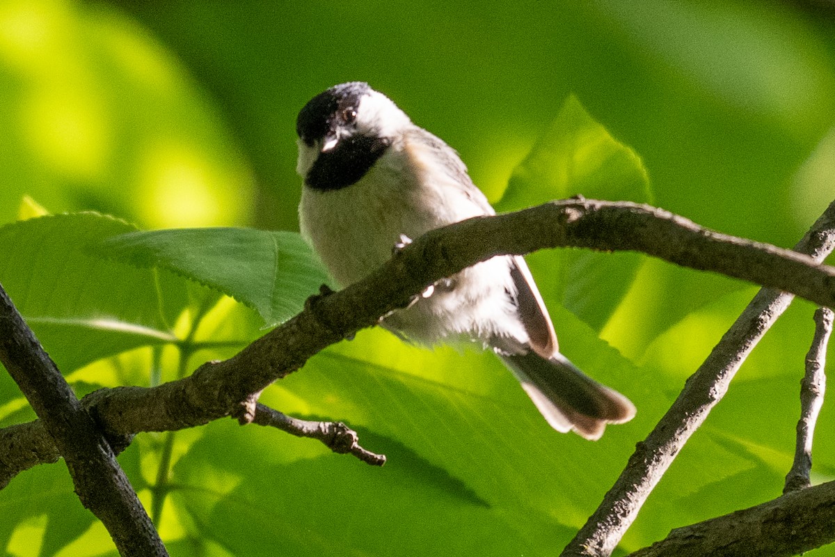 Carolina Chickadee - James Hoagland