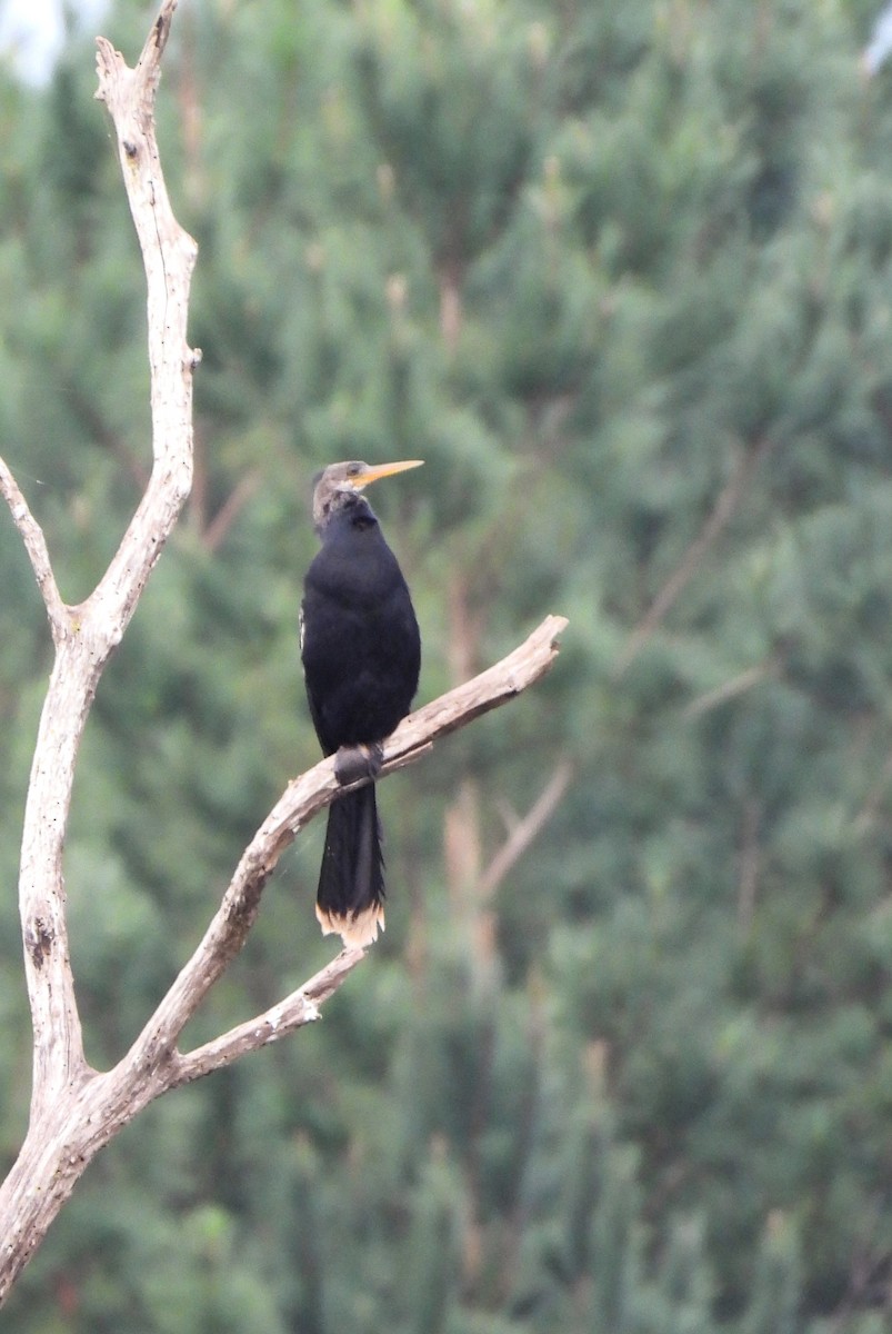 Anhinga d'Amérique - ML619152830