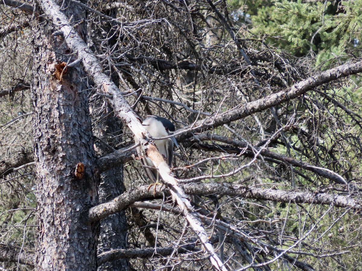 Black-crowned Night Heron - Dona Trodd