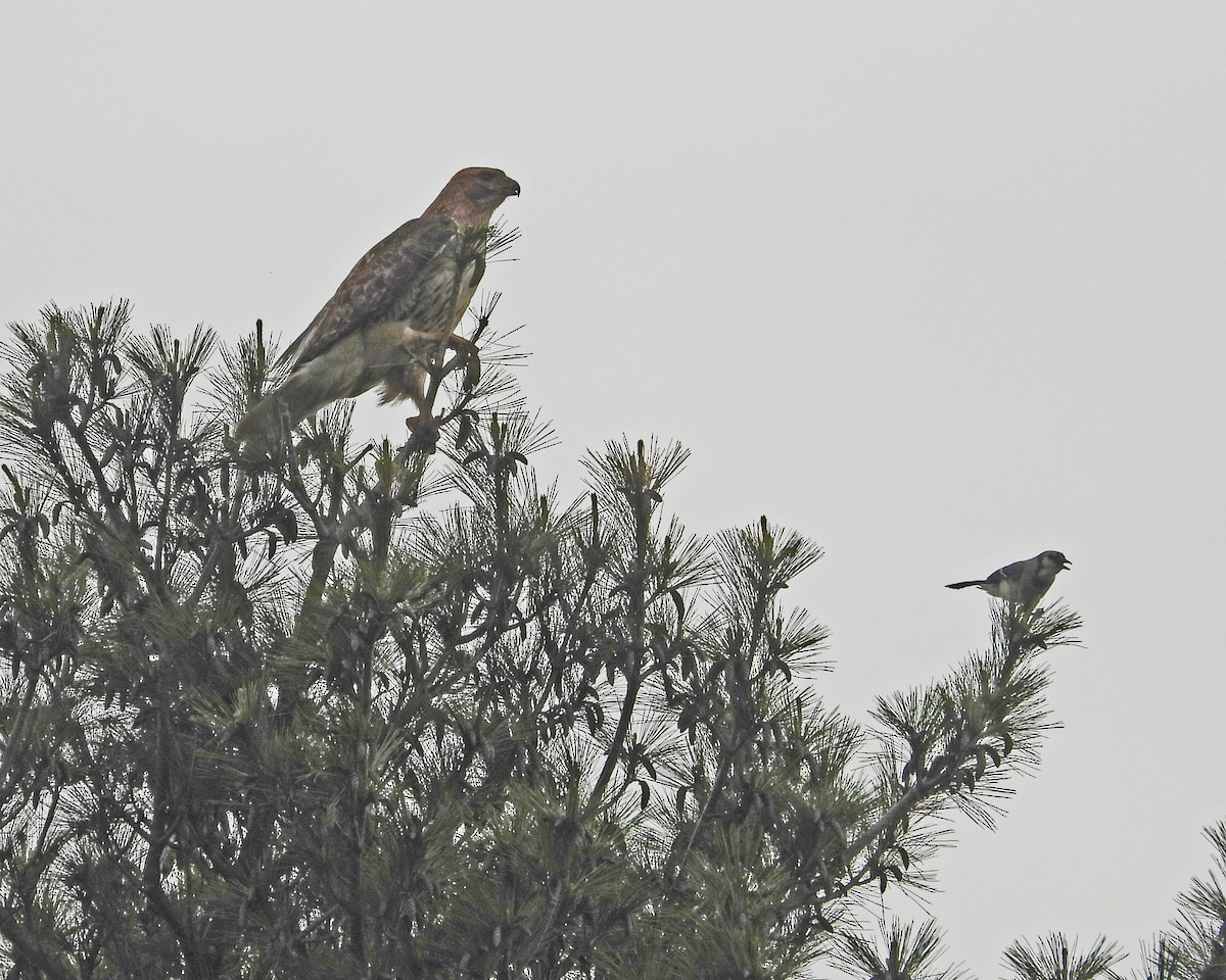 Red-tailed Hawk - ML619152840