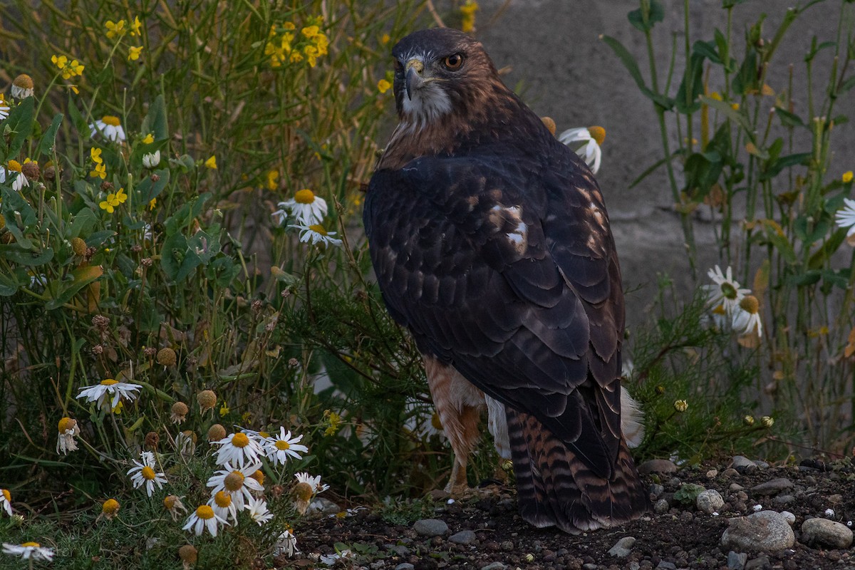 Rufous-tailed Hawk - Sebastián Saiter Villagrán