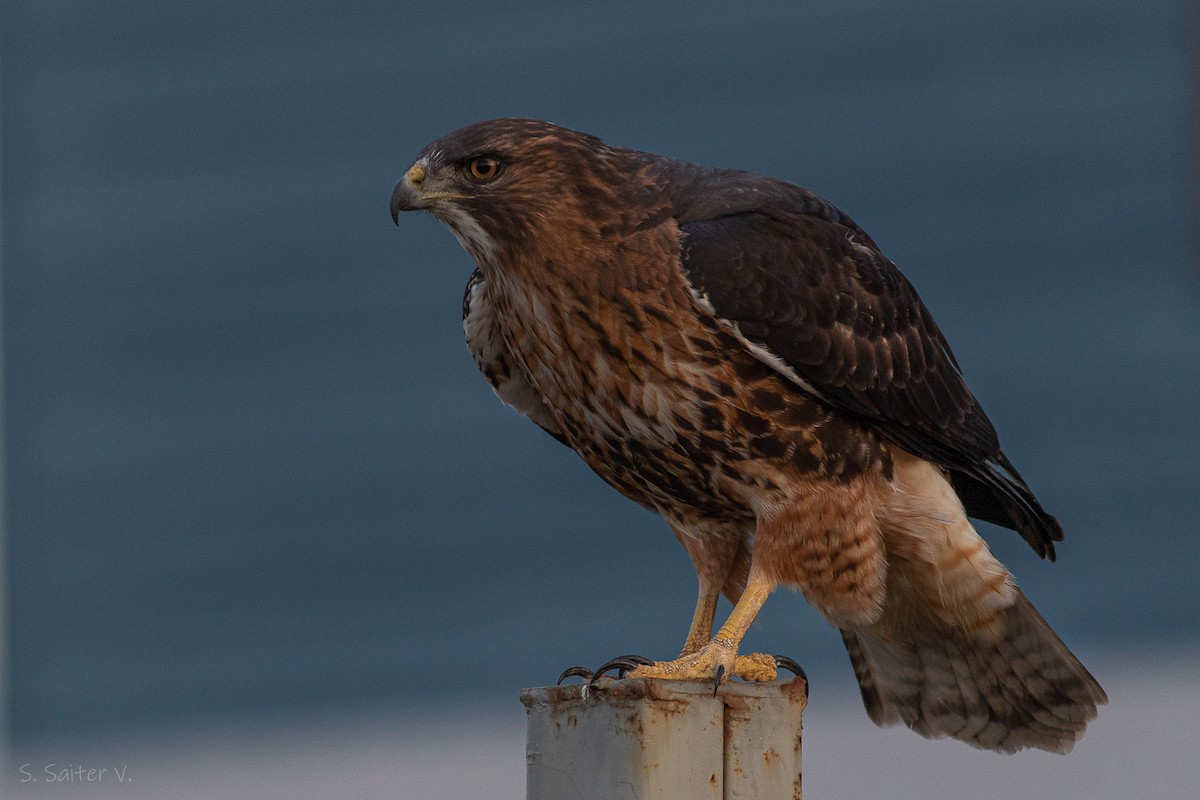 Rufous-tailed Hawk - Sebastián Saiter Villagrán