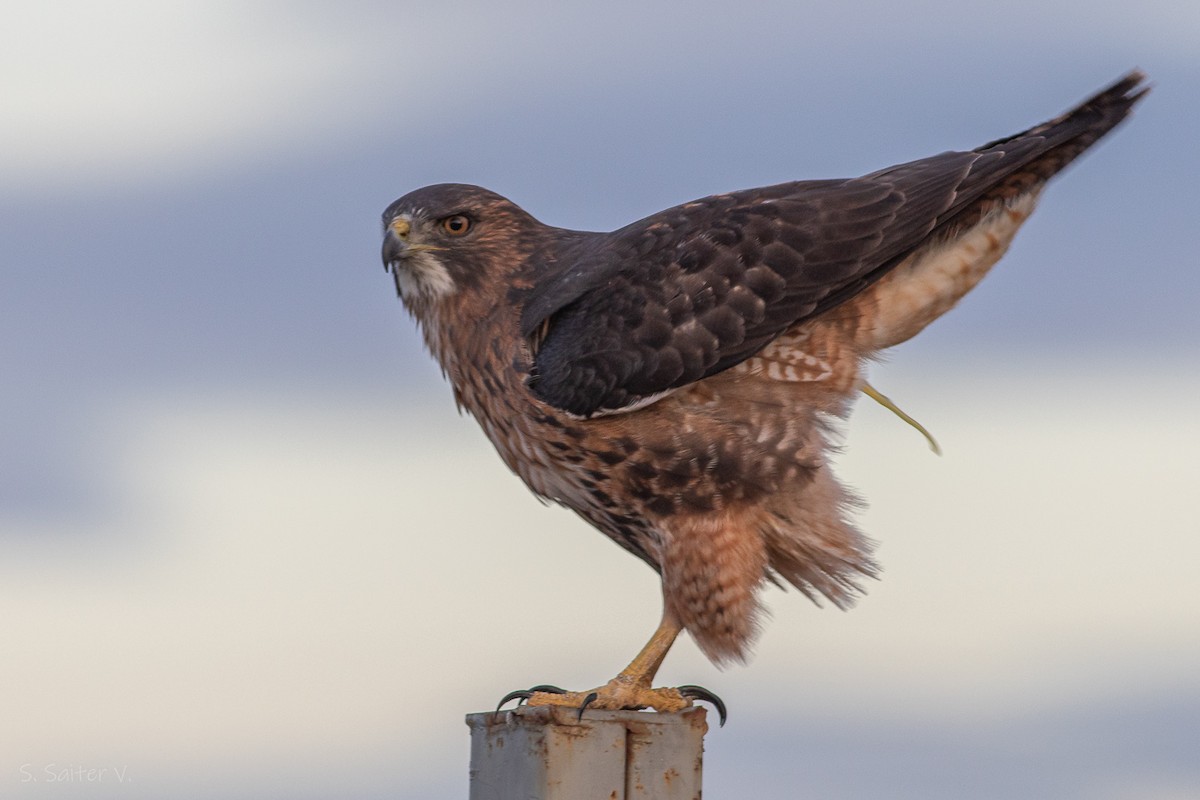 Rufous-tailed Hawk - Sebastián Saiter Villagrán