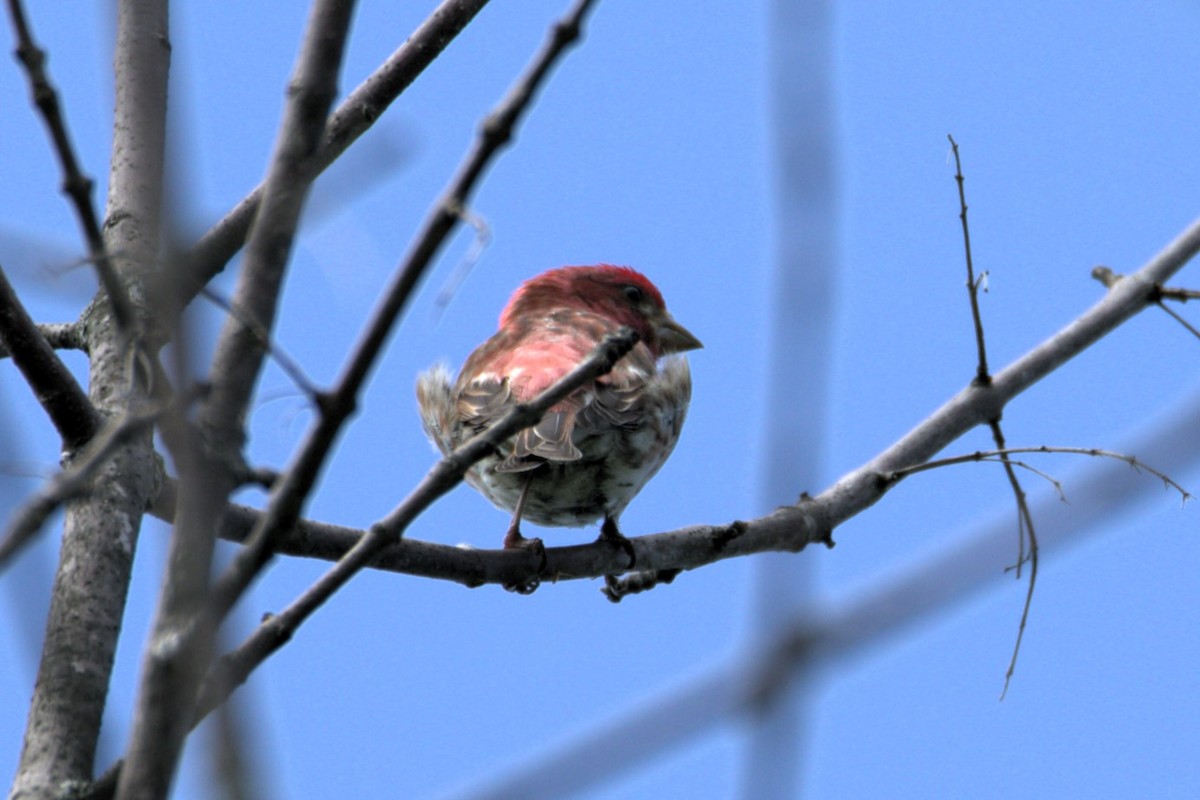 Purple Finch - alain lajeunesse