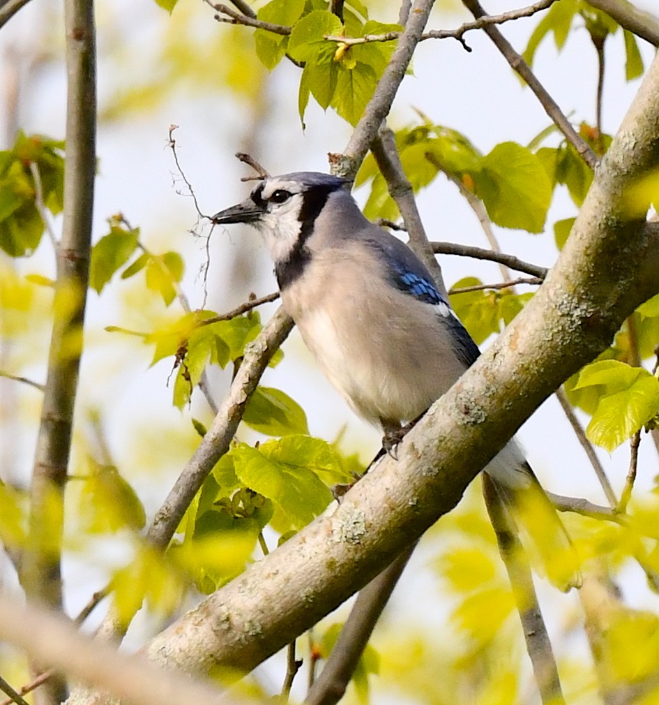 Blue Jay - Kristen Cart