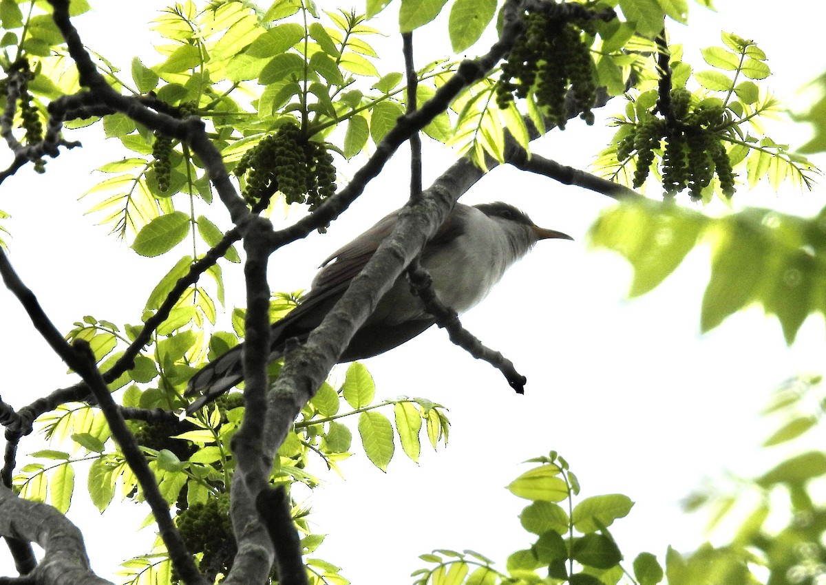 Yellow-billed Cuckoo - ML619152849