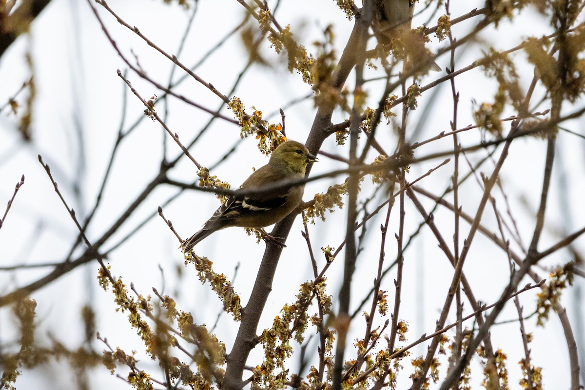 American Goldfinch - Marshall Breedlove
