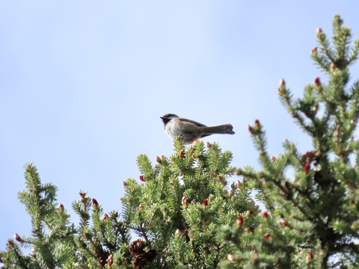 Boreal Chickadee - ML619152859