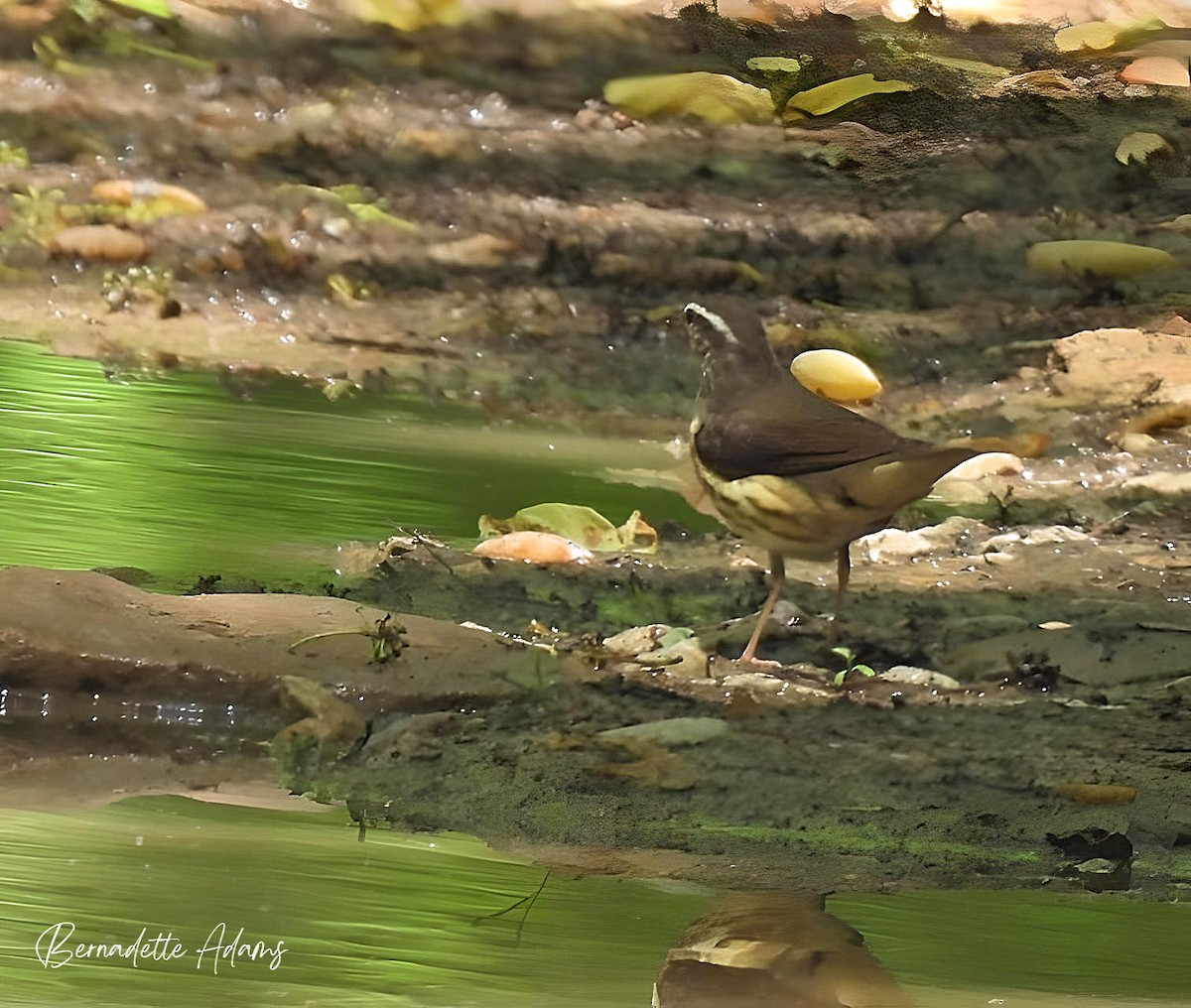 Louisiana Waterthrush - Bernadette Adams