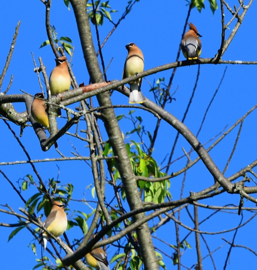 Cedar Waxwing - ML619152869