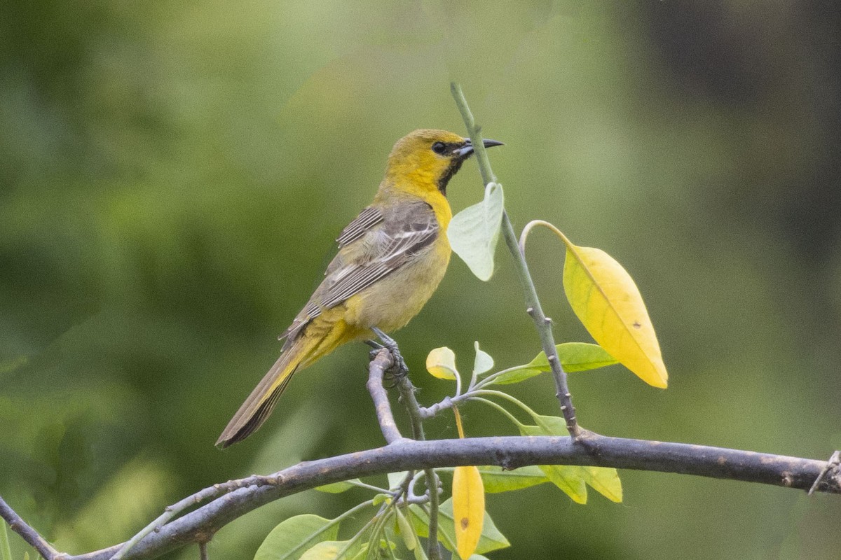 Hooded Oriole - Amarilys Lebron