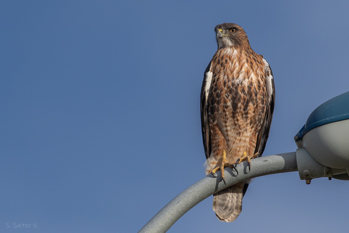 Rufous-tailed Hawk - Sebastián Saiter Villagrán